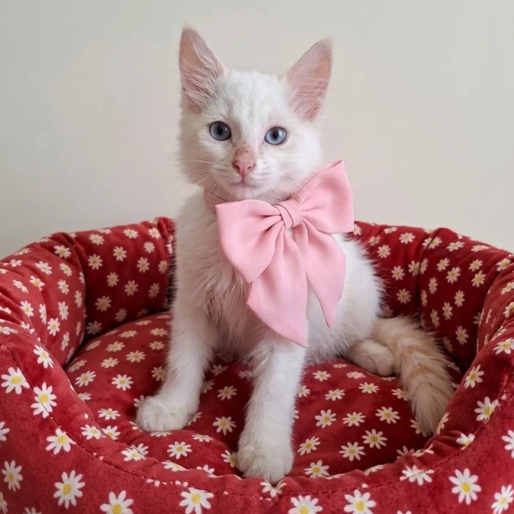 Marie, gato de porte pequeno para adoção em Rio de Janeiro - RJ