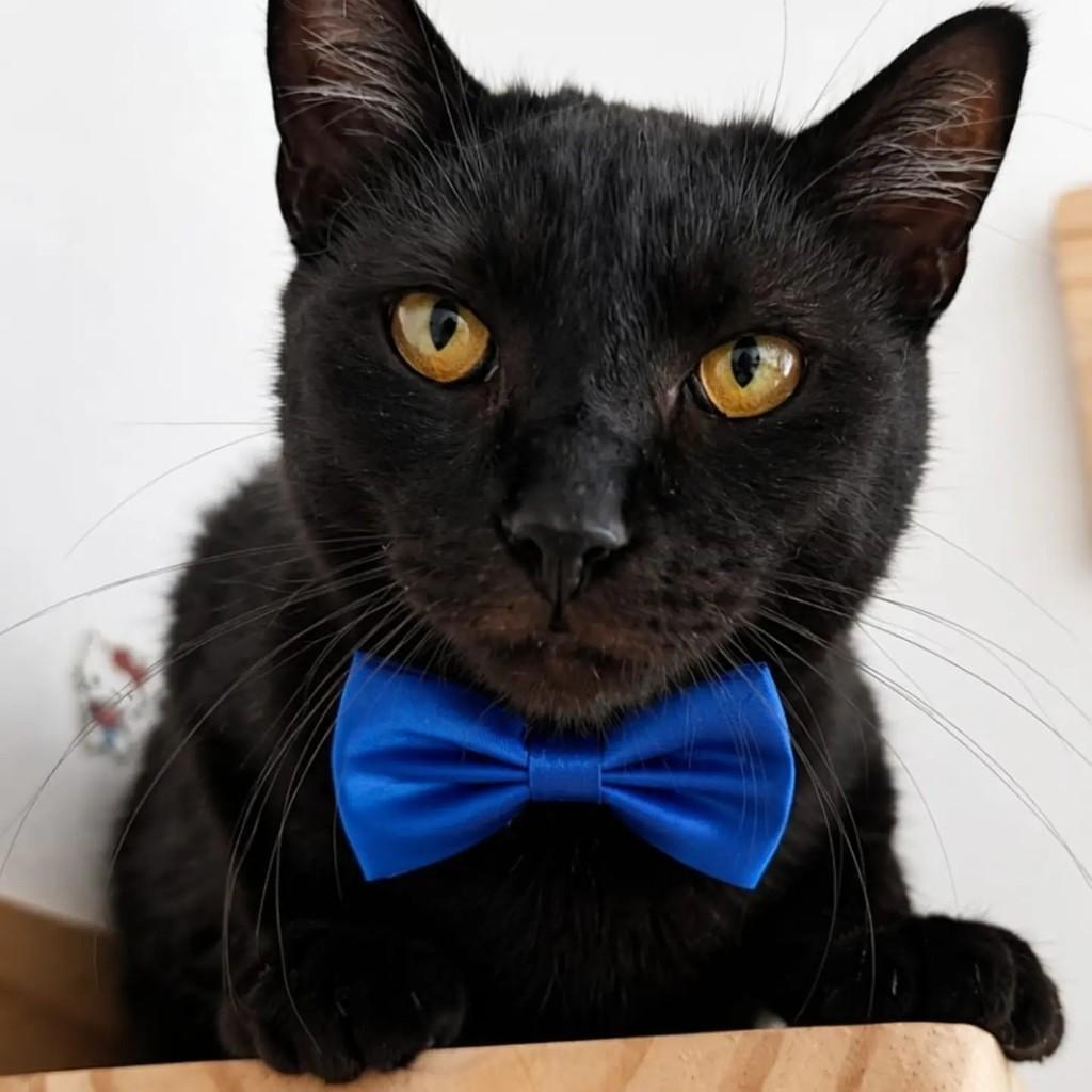 Pantera, gato para adoção em Rio de Janeiro - RJ