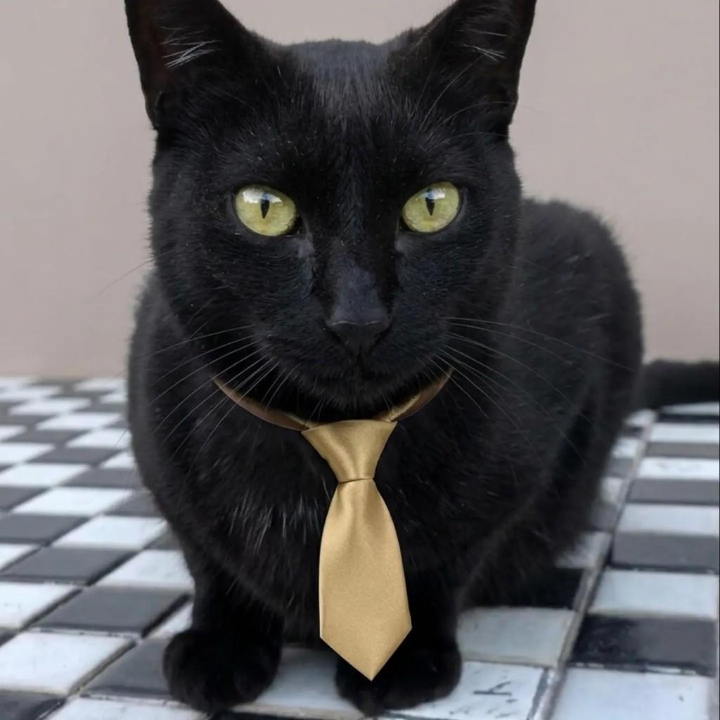 Dudu, gato de porte médio para adoção em Rio de Janeiro - RJ