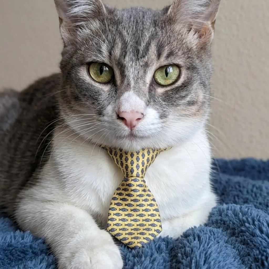 Binho, gato de porte pequeno para adoção em Rio de Janeiro - RJ