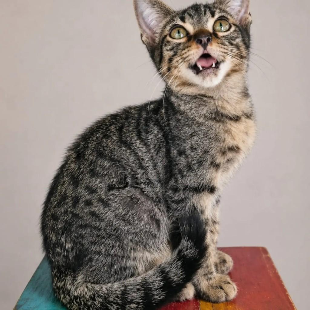 Petit, gato de porte pequeno para adoção em Rio de Janeiro - RJ