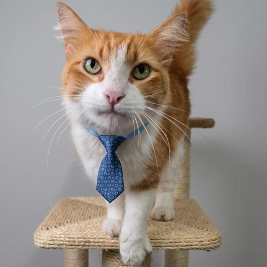 Hugo, gato de porte médio para adoção em Rio de Janeiro - RJ