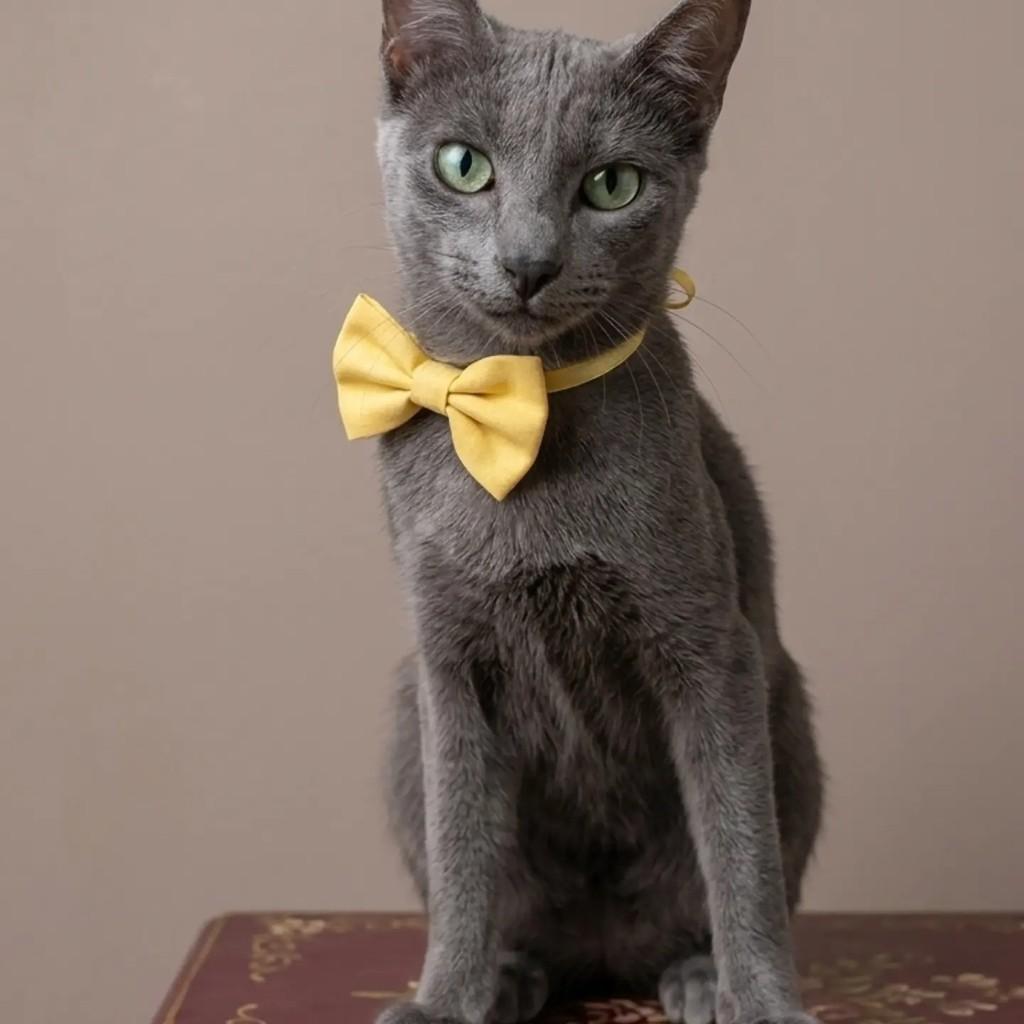 Megg, gato de porte pequeno para adoção em Rio de Janeiro - RJ