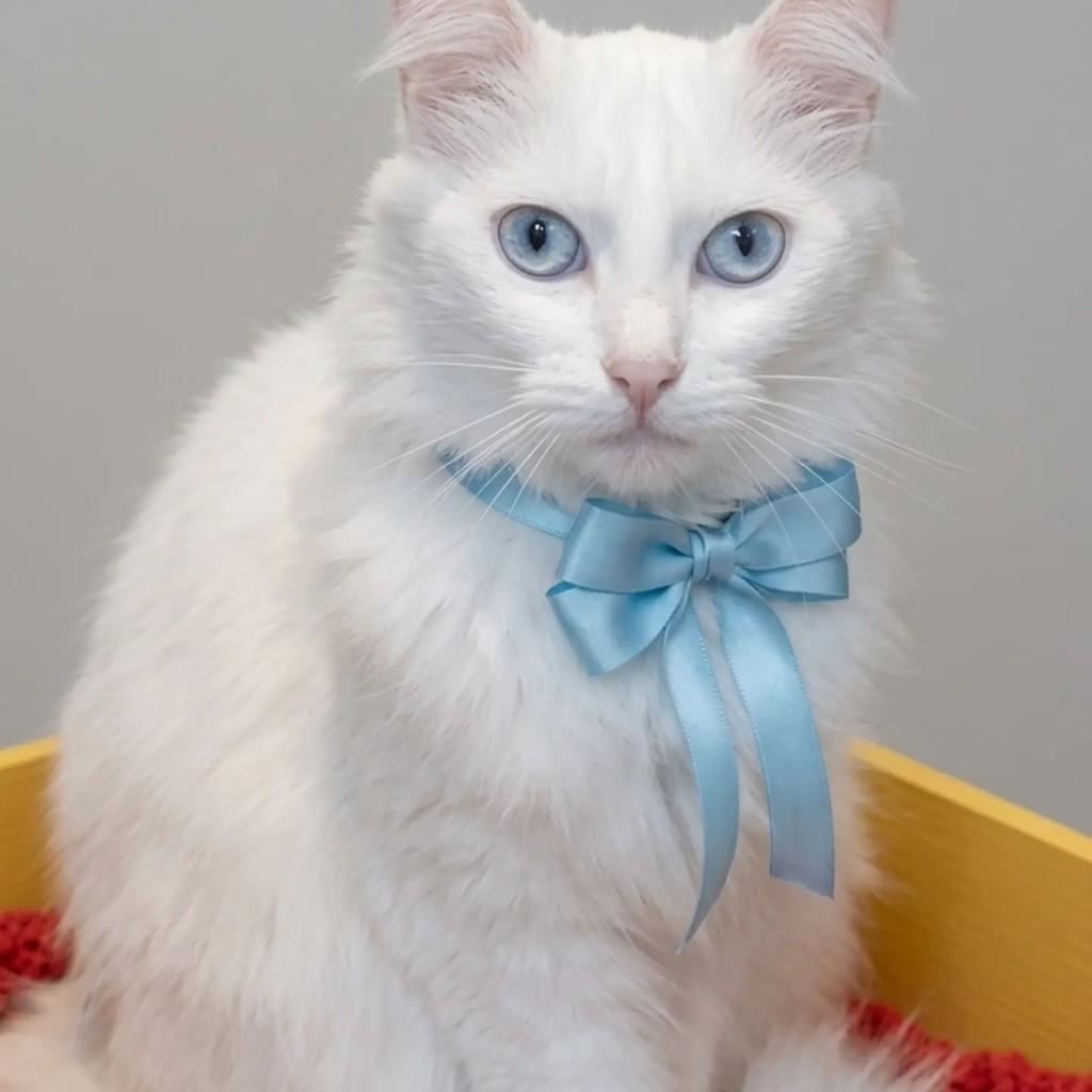 Maíra, gato de porte médio para adoção em Rio de Janeiro - RJ