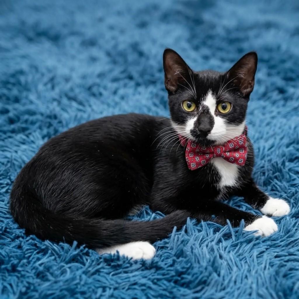 Piquet, gato de porte pequeno para adoção em Rio de Janeiro - RJ