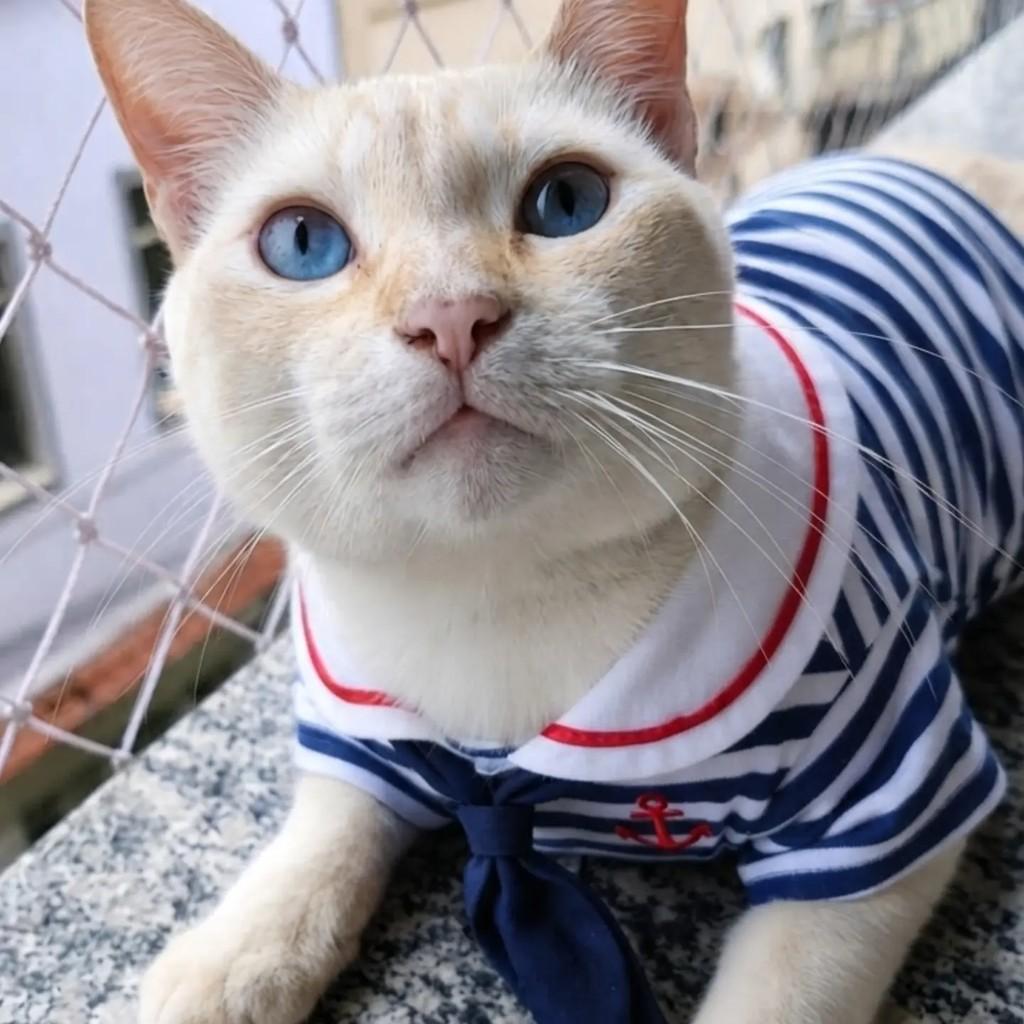 Alemão, gato de porte médio para adoção em Rio de Janeiro - RJ