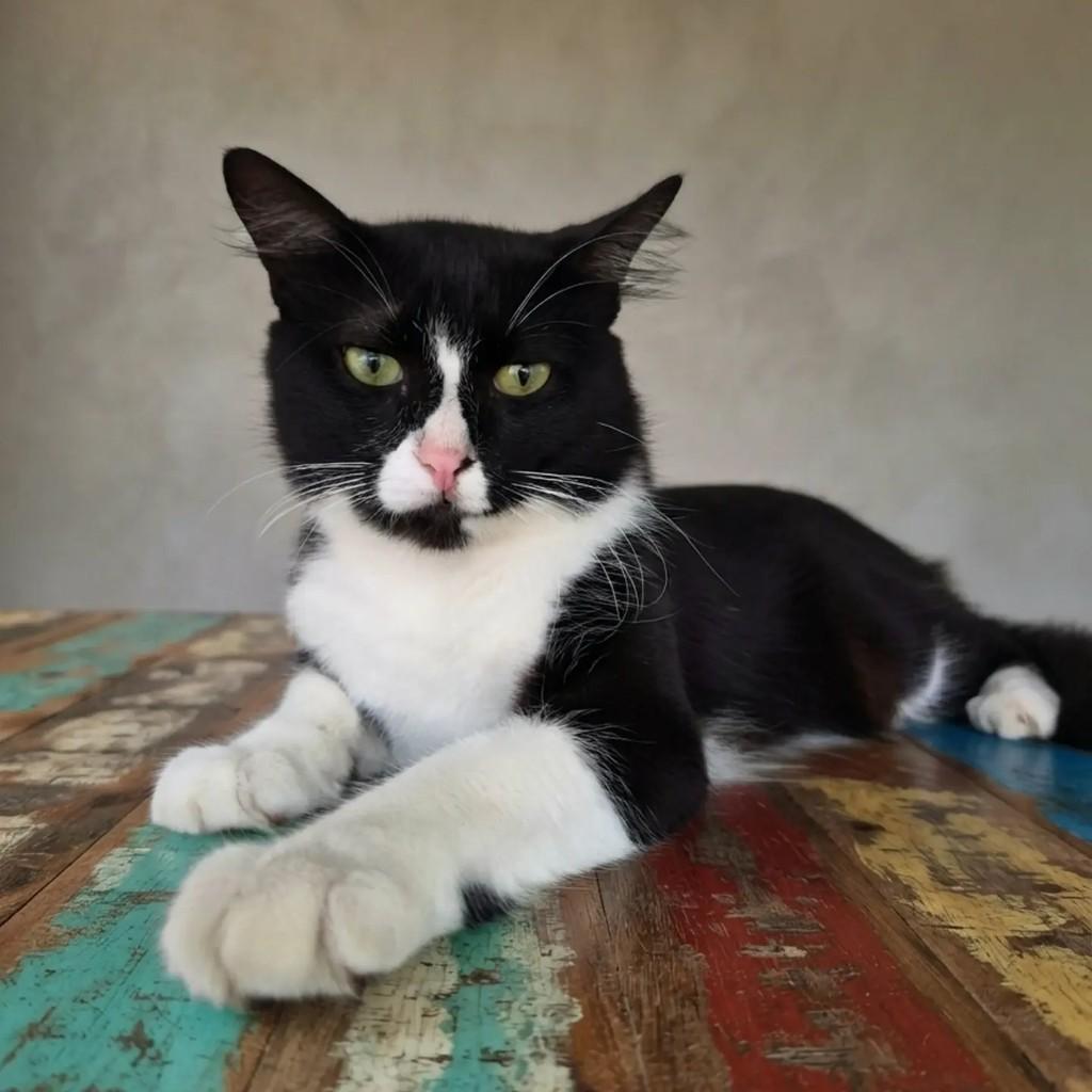 Joaquim, gato de porte médio para adoção em Rio de Janeiro - RJ
