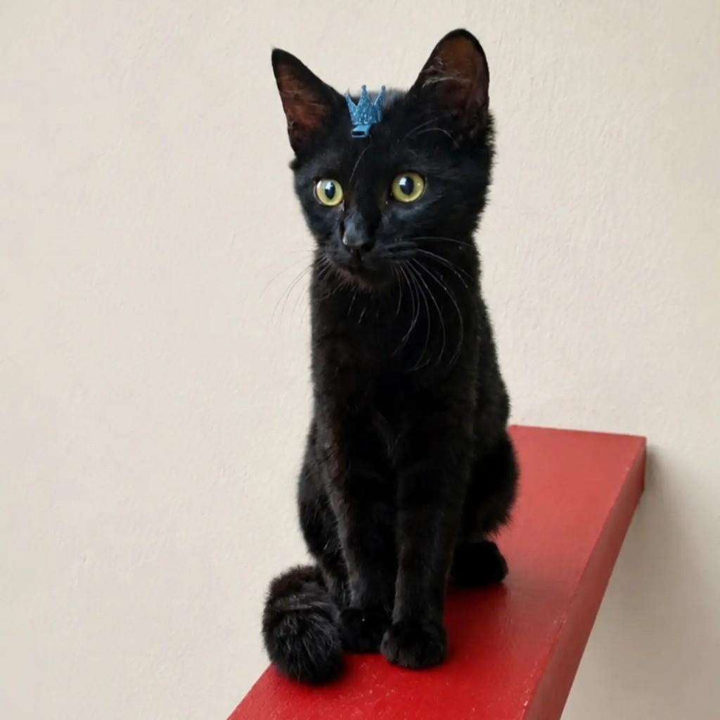 Benjamin, gato de porte pequeno para adoção em Rio de Janeiro - RJ