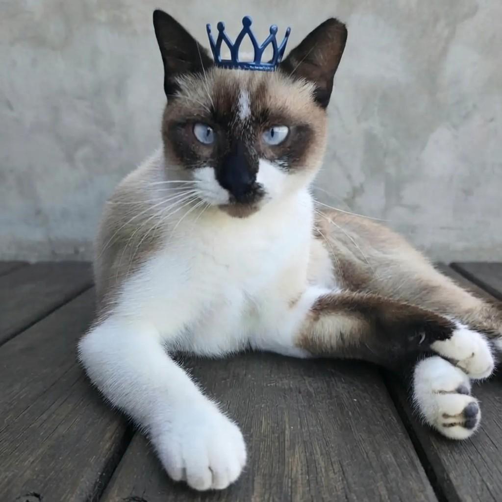 Brownie, gato para adoção em Rio de Janeiro - RJ