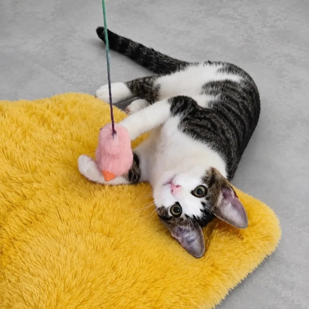 Lucca, gato de porte pequeno para adoção em Rio de Janeiro - RJ