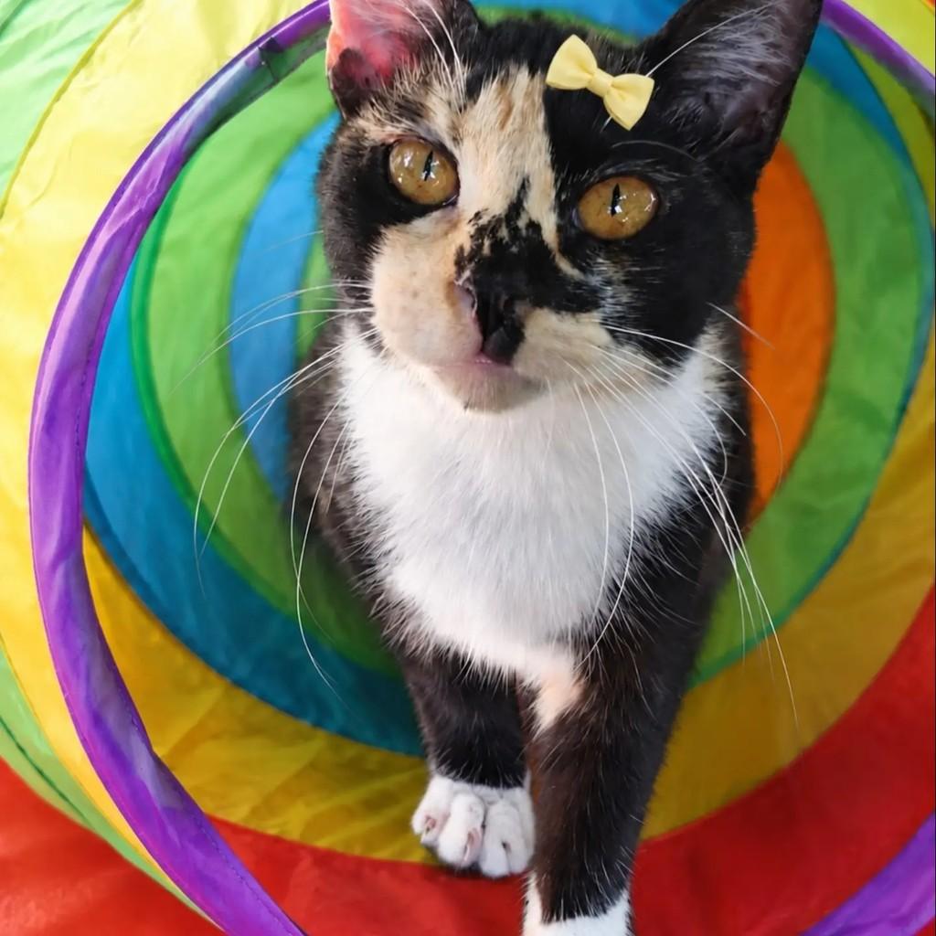 Florbela, gata para adoção em Rio de Janeiro - RJ