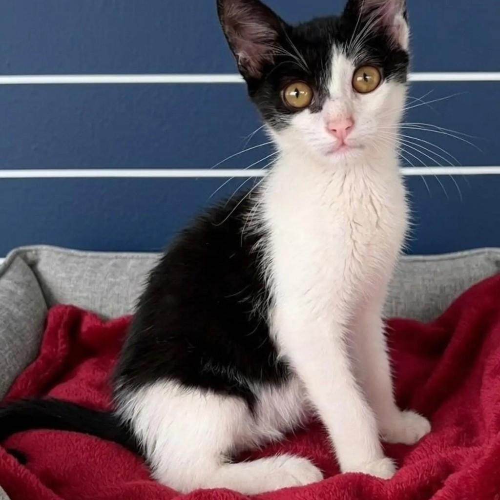 Foguinho, gato de porte pequeno para adoção em Rio de Janeiro - RJ
