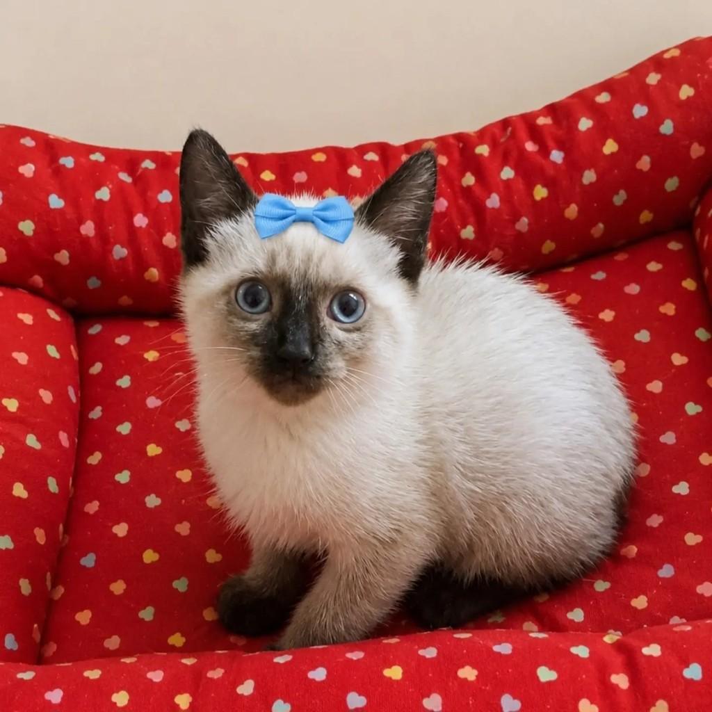 Ísis, gato de porte pequeno para adoção em Rio de Janeiro - RJ