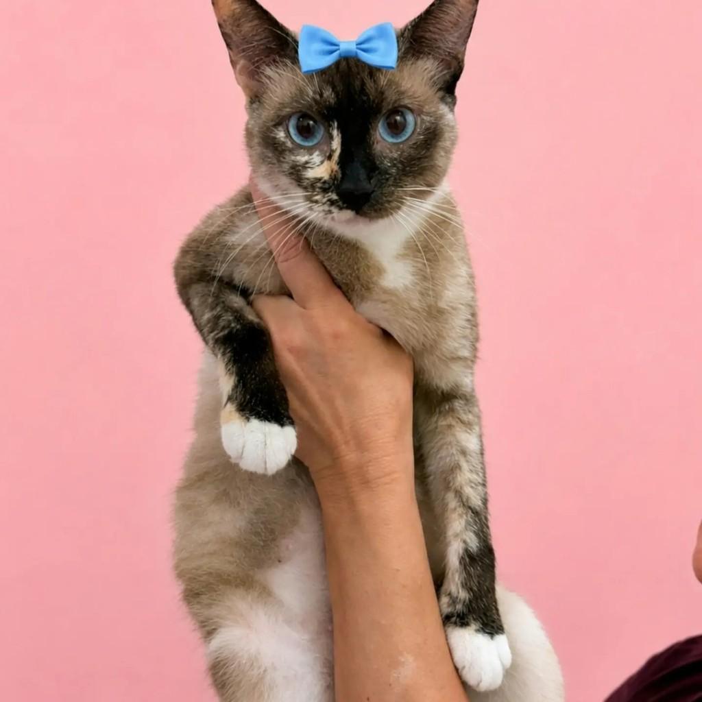 Cloe, gata de porte médio para adoção em Rio de Janeiro - RJ