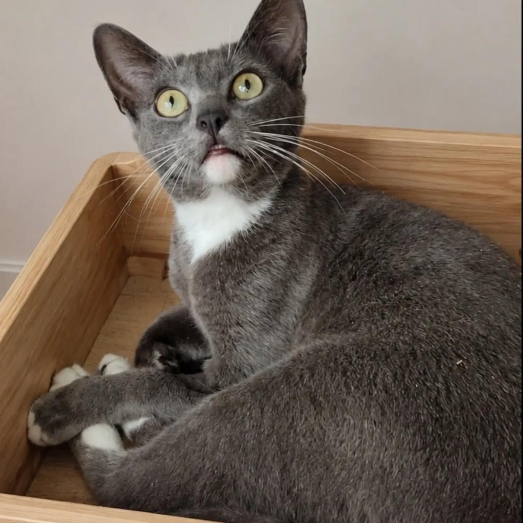 Galego, gato para adoção em Rio de Janeiro - RJ