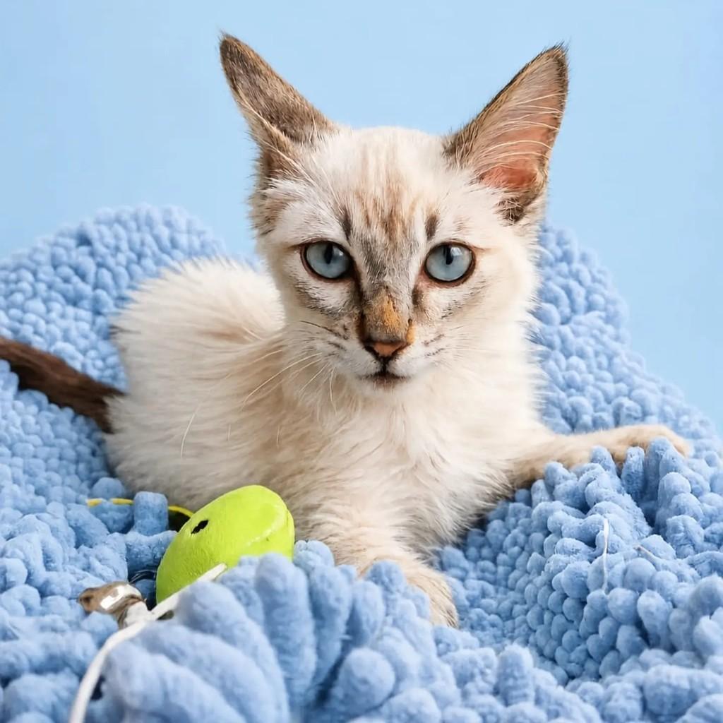 Antônio, gato de porte pequeno para adoção em Rio de Janeiro - RJ