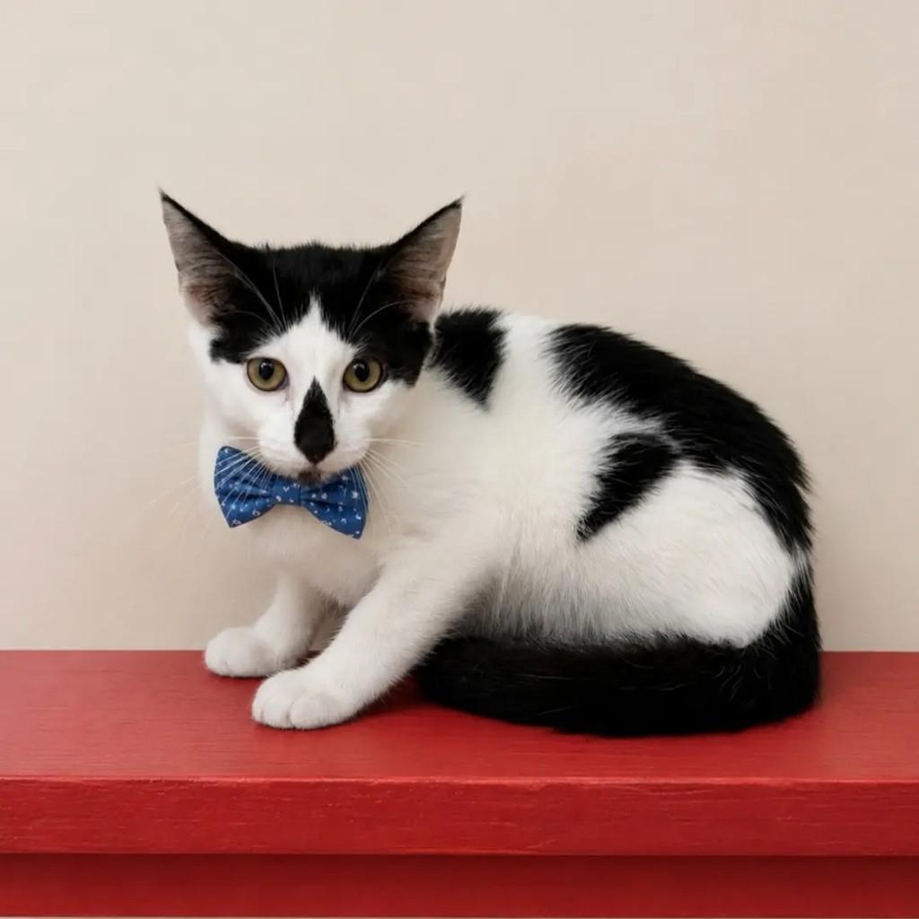 Pingo, gato de porte pequeno para adoção em Rio de Janeiro - RJ