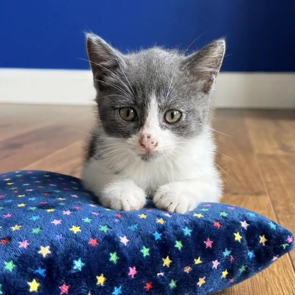 Fumacinha, gato de porte pequeno para adoção em Rio de Janeiro - RJ