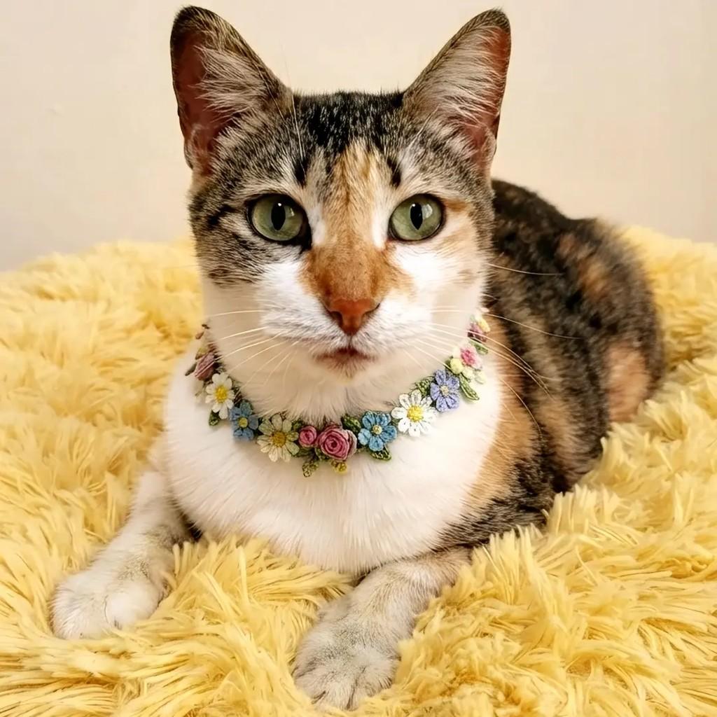 Mizi, gata de porte médio para adoção em Rio de Janeiro - RJ