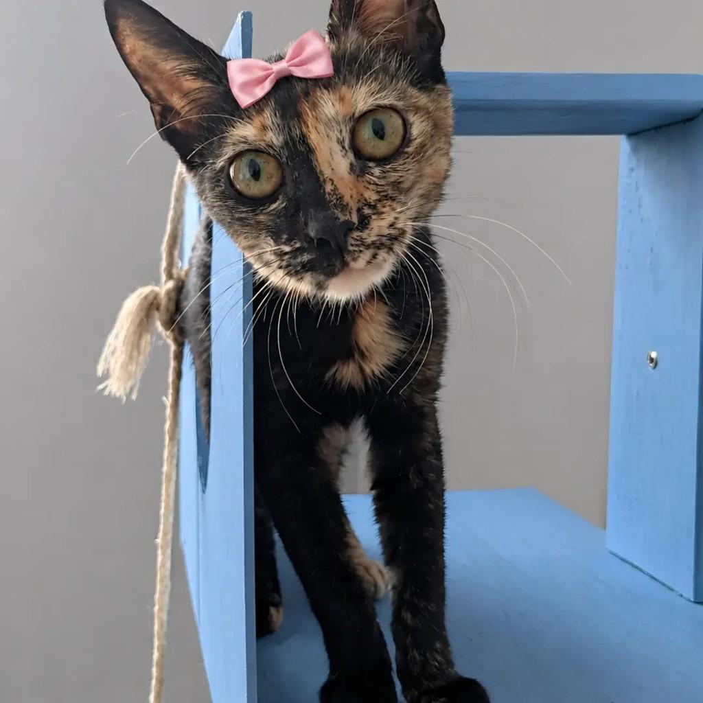 Dory, gato de porte pequeno para adoção em Rio de Janeiro - RJ
