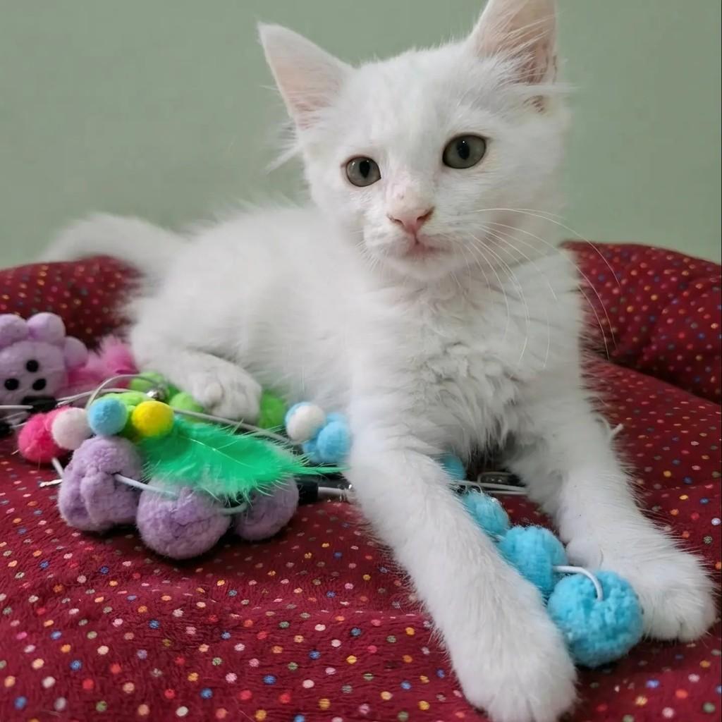 Thor, gato de porte pequeno para adoção em Rio de Janeiro - RJ