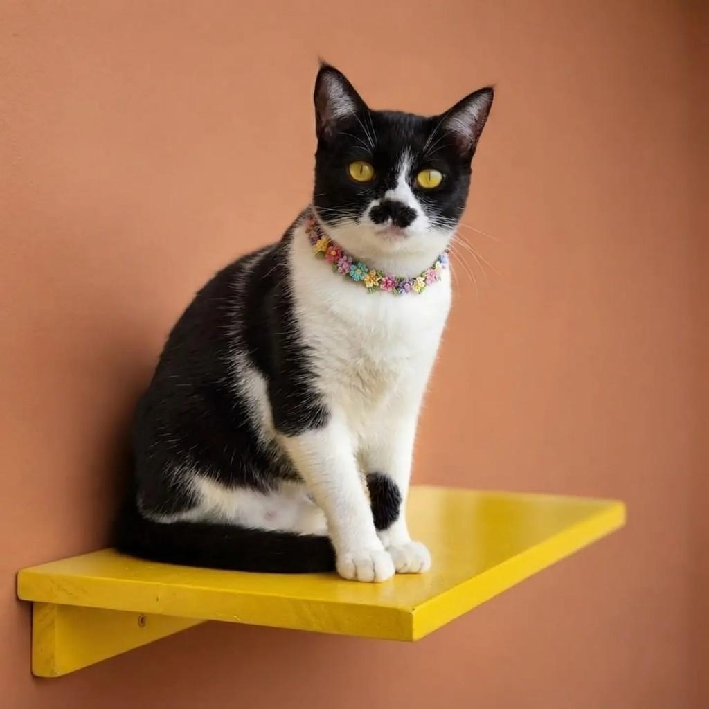 Esmeralda, gata de porte pequeno para adoção em Rio de Janeiro - RJ
