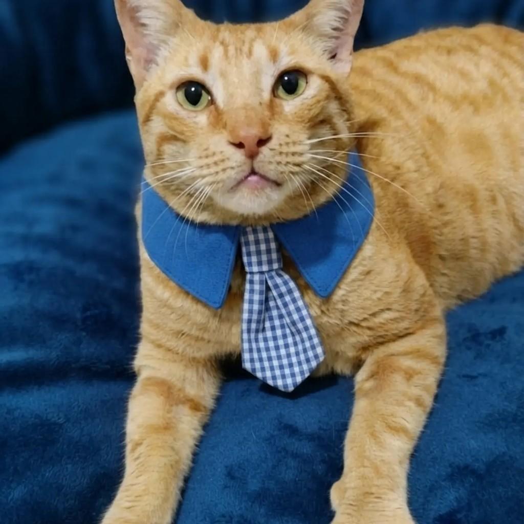 Leleco, gato de porte médio para adoção em Rio de Janeiro - RJ