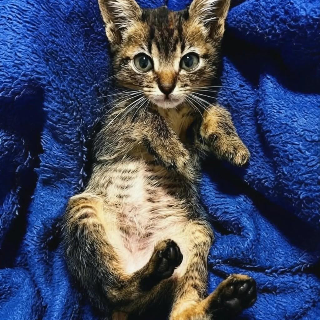 Nino, gata de porte pequeno para adoção em Rio de Janeiro - RJ