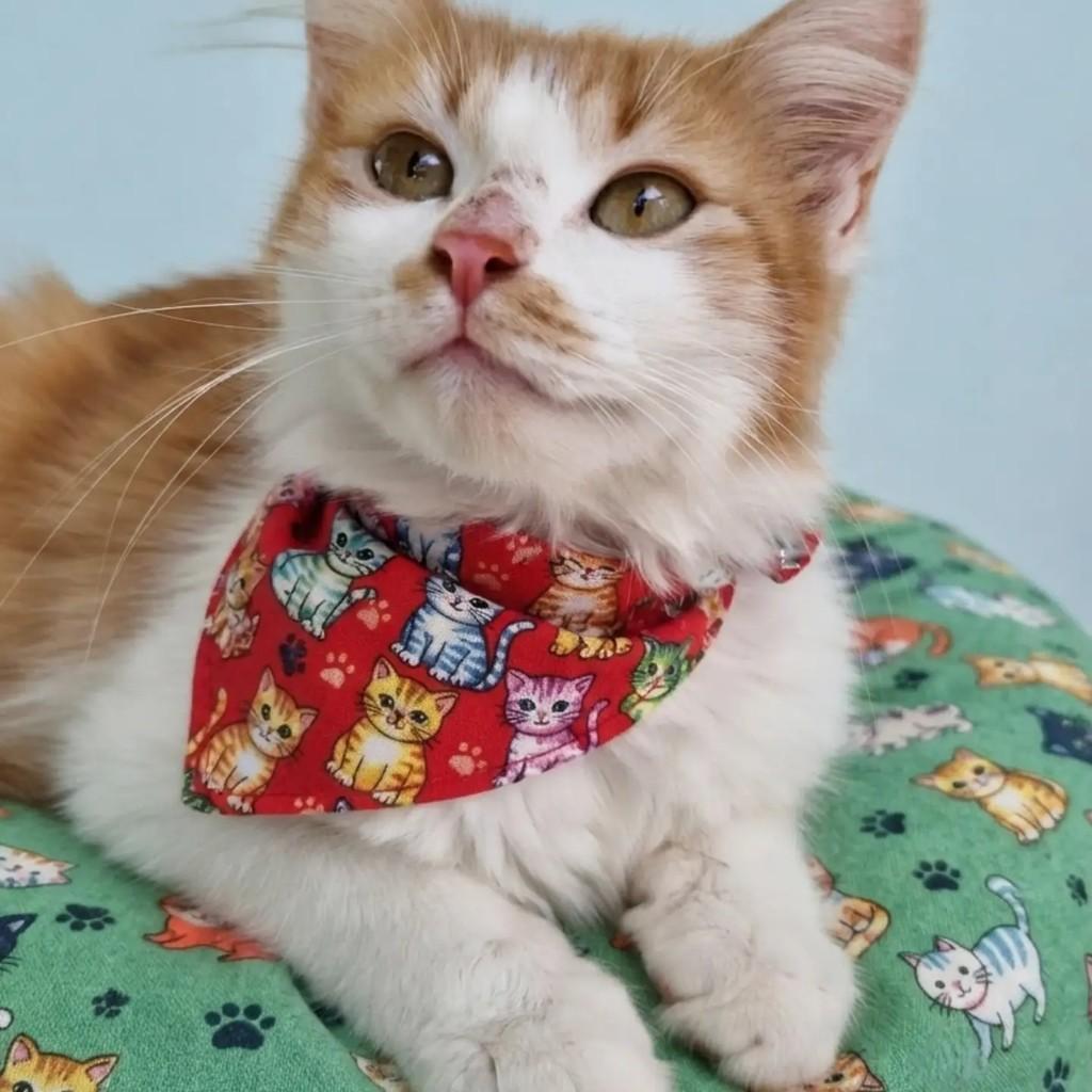 Murilo, gato de porte pequeno para adoção em Rio de Janeiro - RJ