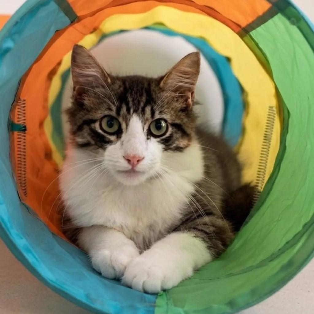 Ted, gato de porte pequeno para adoção em Rio de Janeiro - RJ