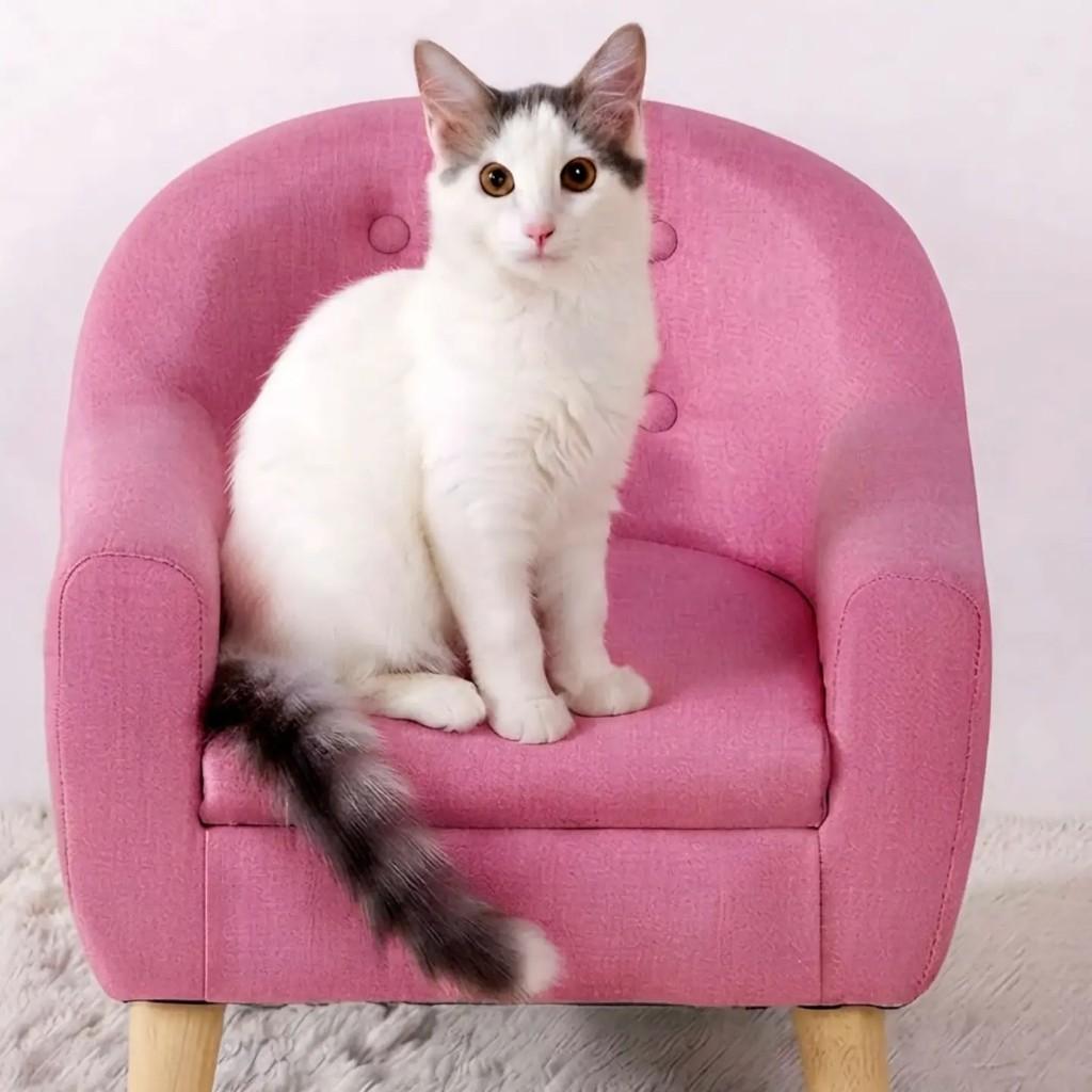 Eduarda, gata de porte pequeno para adoção em Rio de Janeiro - RJ
