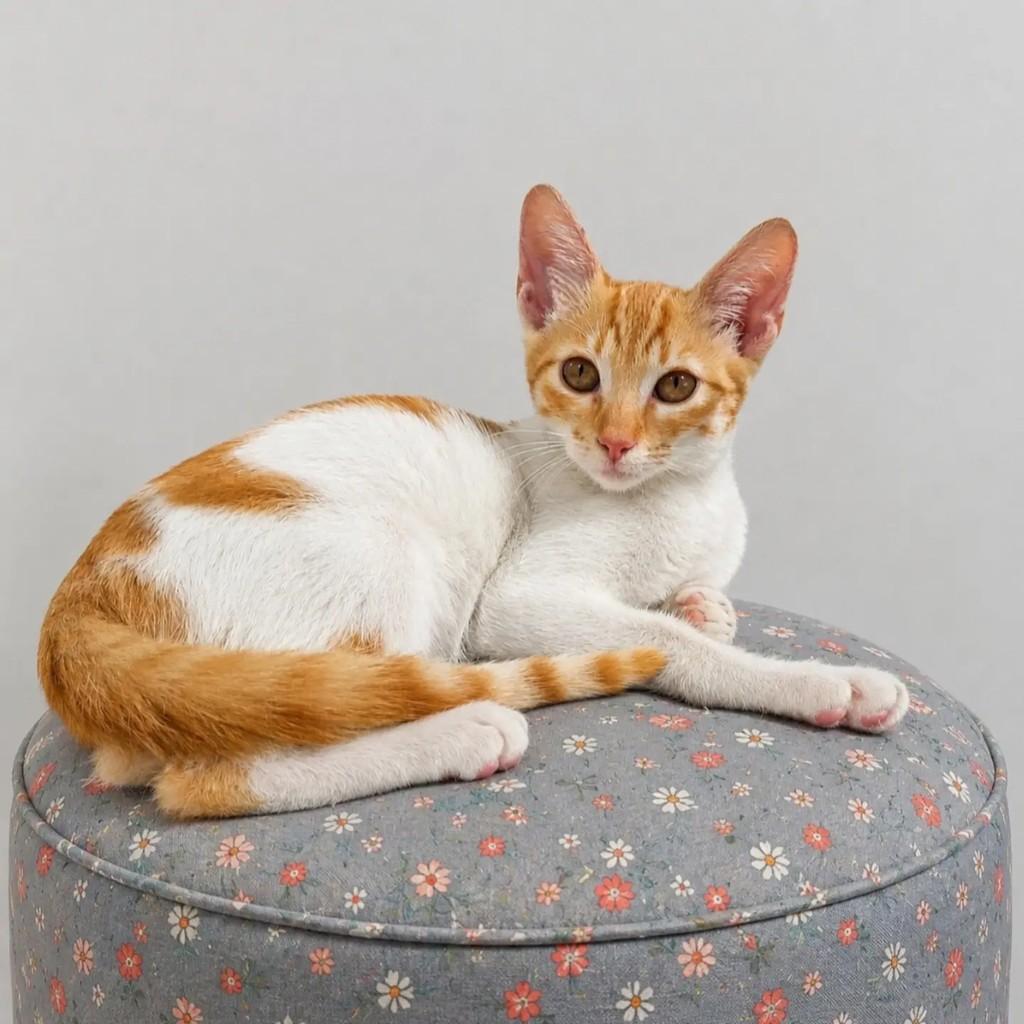 Paçoca, gata de porte pequeno para adoção em Rio de Janeiro - RJ