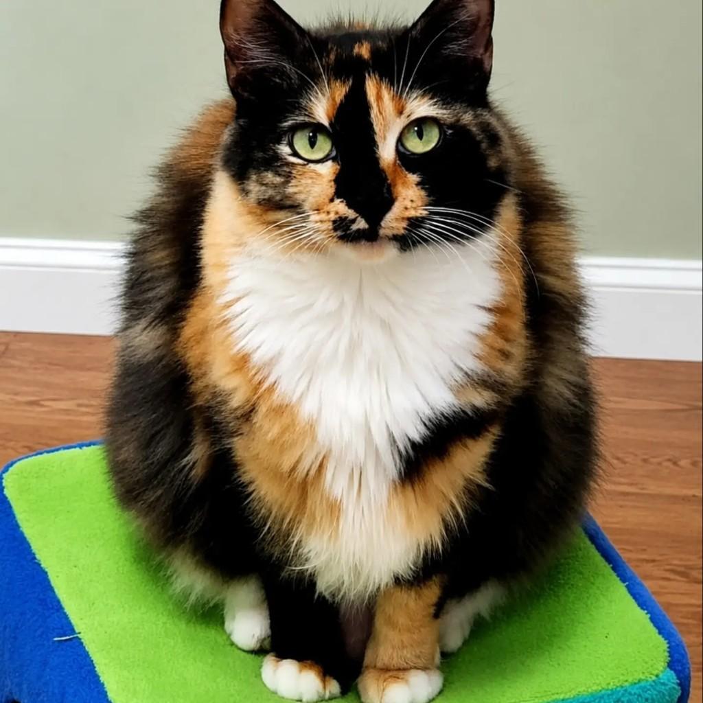 Aquarela, gata de porte médio para adoção em Rio de Janeiro - RJ
