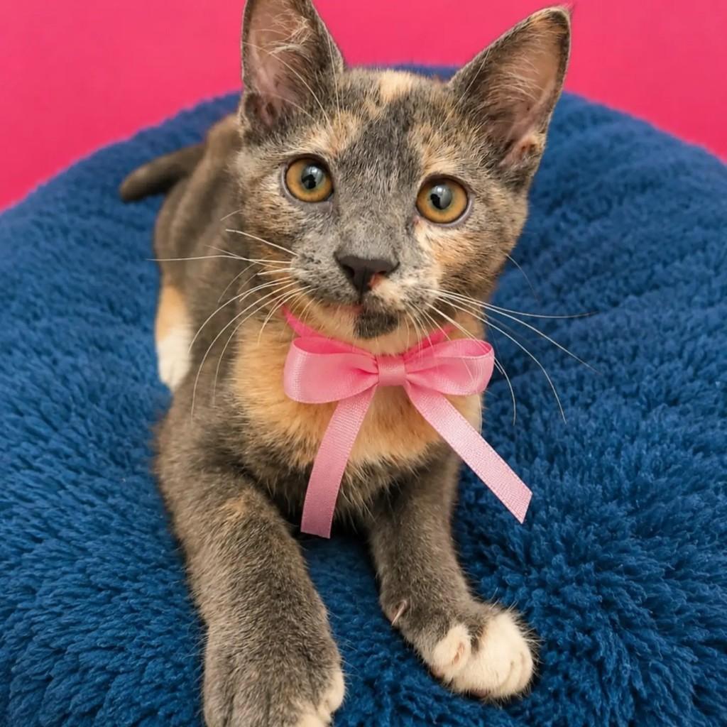 Zoey, gato de porte pequeno para adoção em Rio de Janeiro - RJ