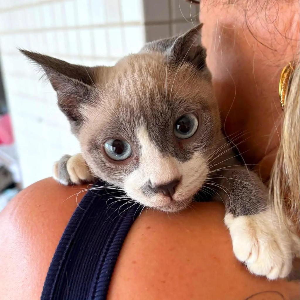 Camembert, gato de porte pequeno para adoção em Rio de Janeiro - RJ