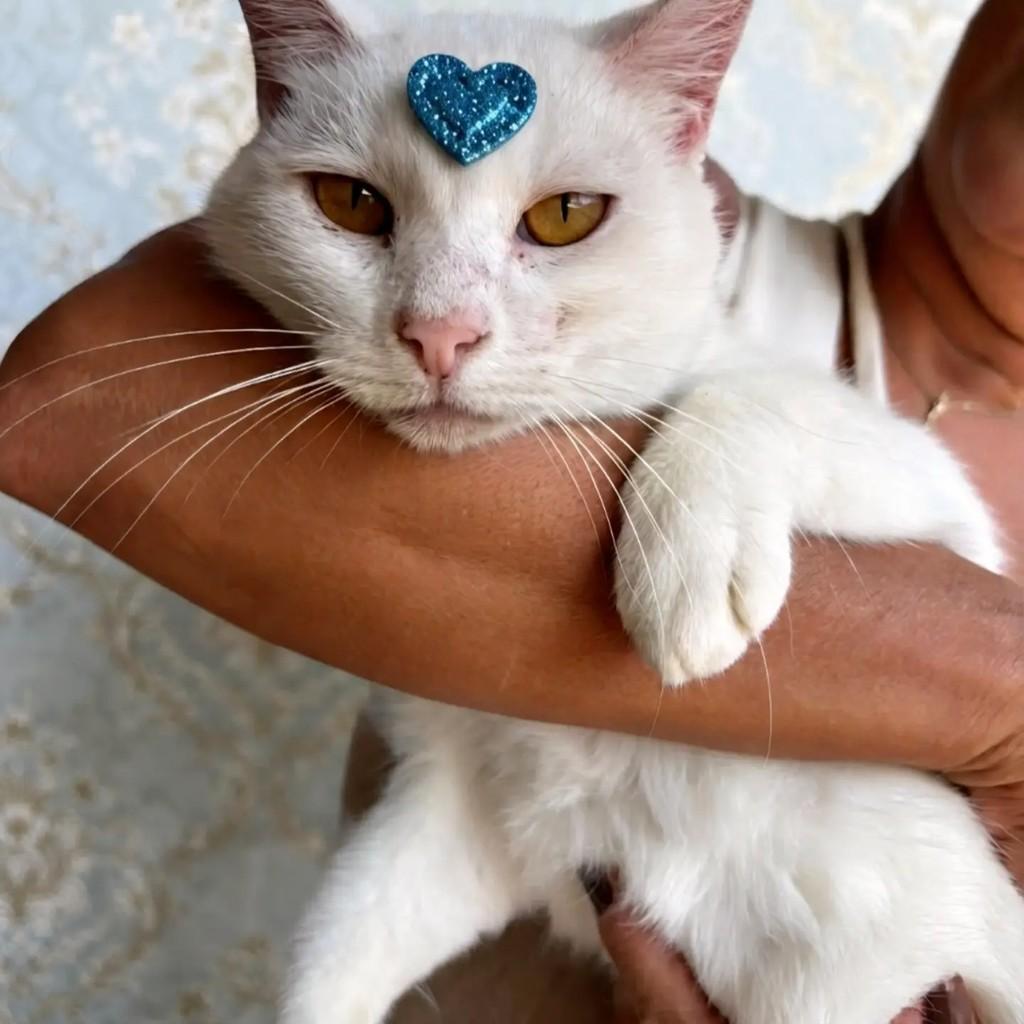 Aroldo, gato para adoção em Rio de Janeiro - RJ