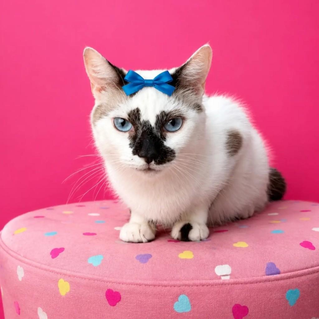 Pandora, gato de porte pequeno para adoção em Rio de Janeiro - RJ