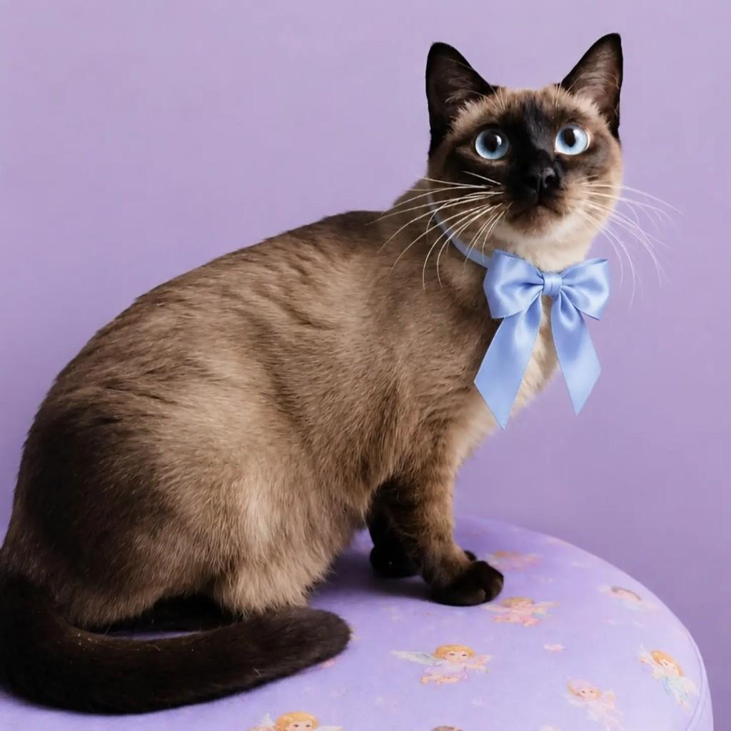 Maya, gata de porte pequeno para adoção em Rio de Janeiro - RJ