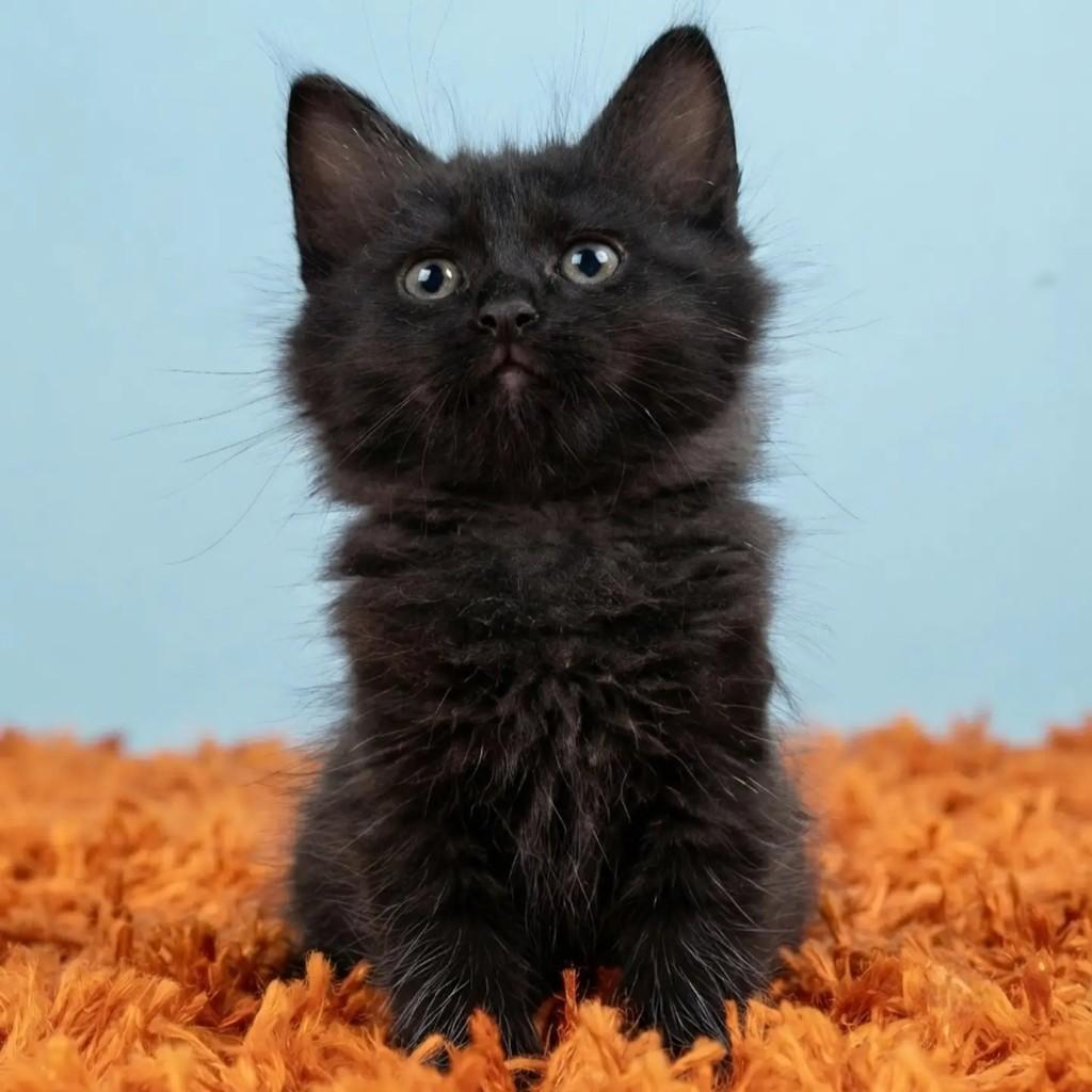 Chocolate, gato de porte pequeno para adoção em Rio de Janeiro - RJ