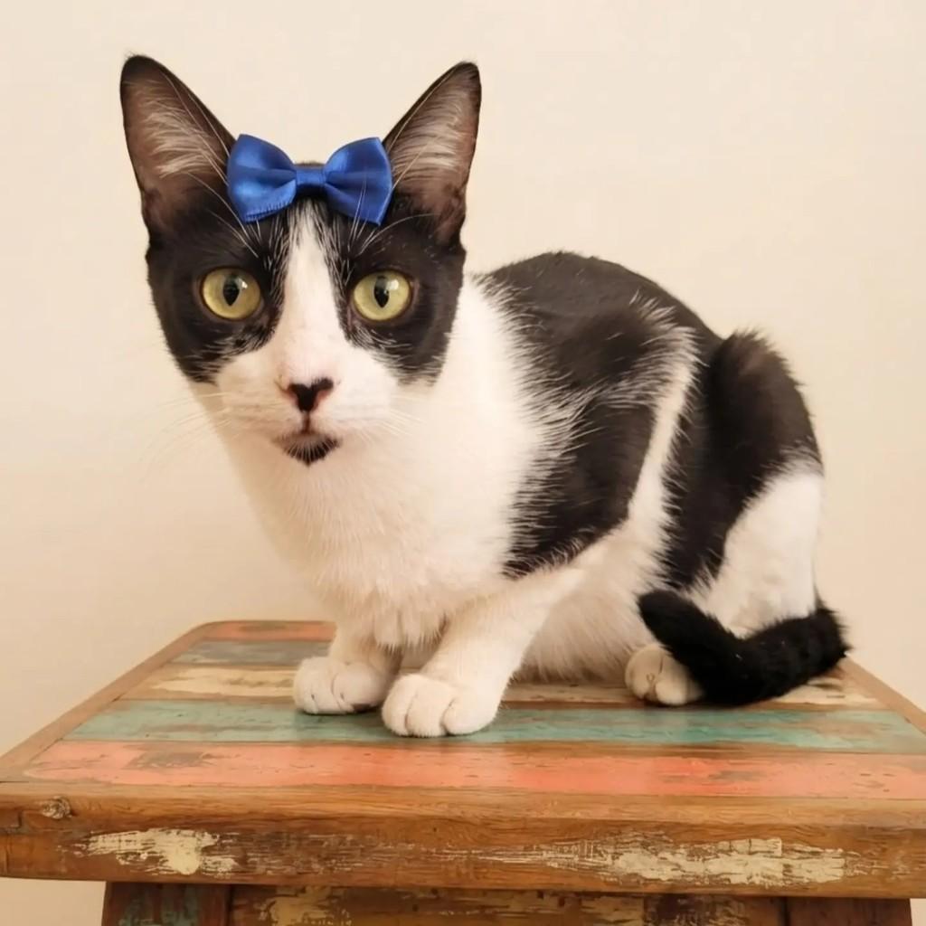 Tofu, gata de porte pequeno para adoção em Rio de Janeiro - RJ