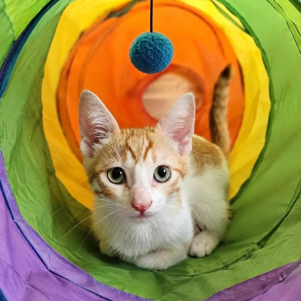 Vini, gato de porte pequeno para adoção em Rio de Janeiro - RJ