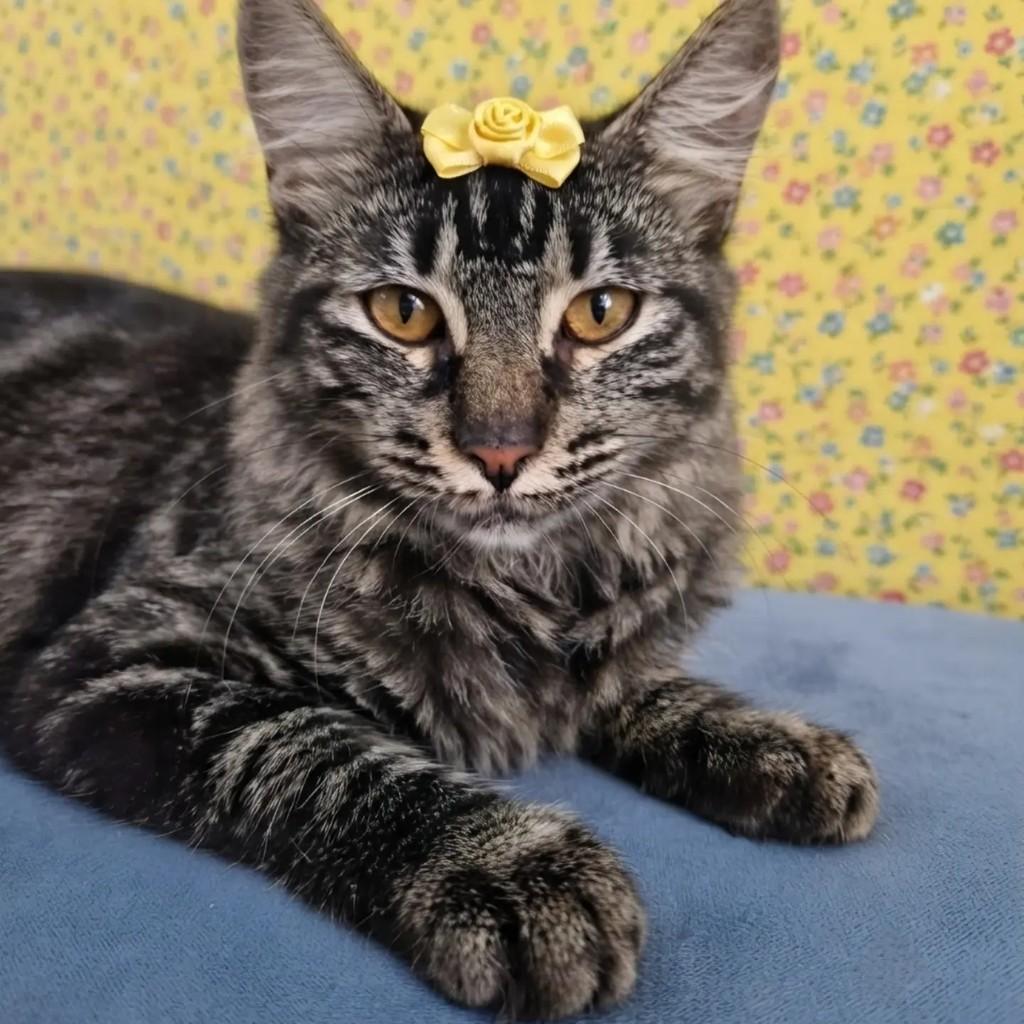 Betina, gata de porte pequeno para adoção em Rio de Janeiro - RJ