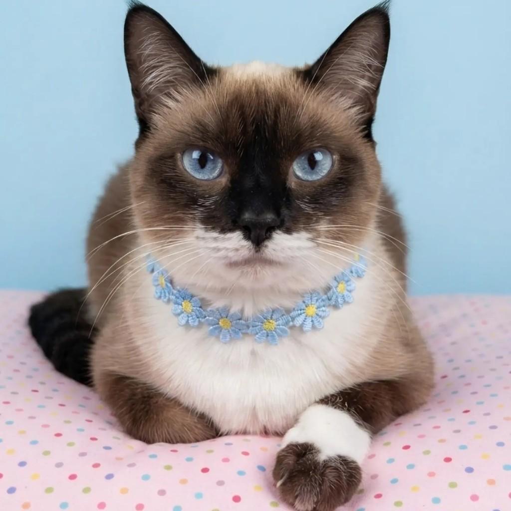 Batatinha, gato de porte pequeno para adoção em Rio de Janeiro - RJ