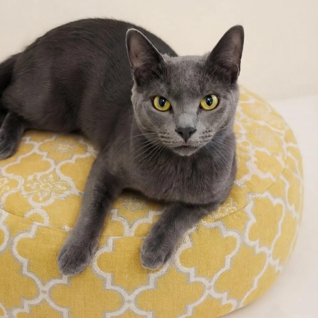 Nick, gato de porte médio para adoção em Rio de Janeiro - RJ