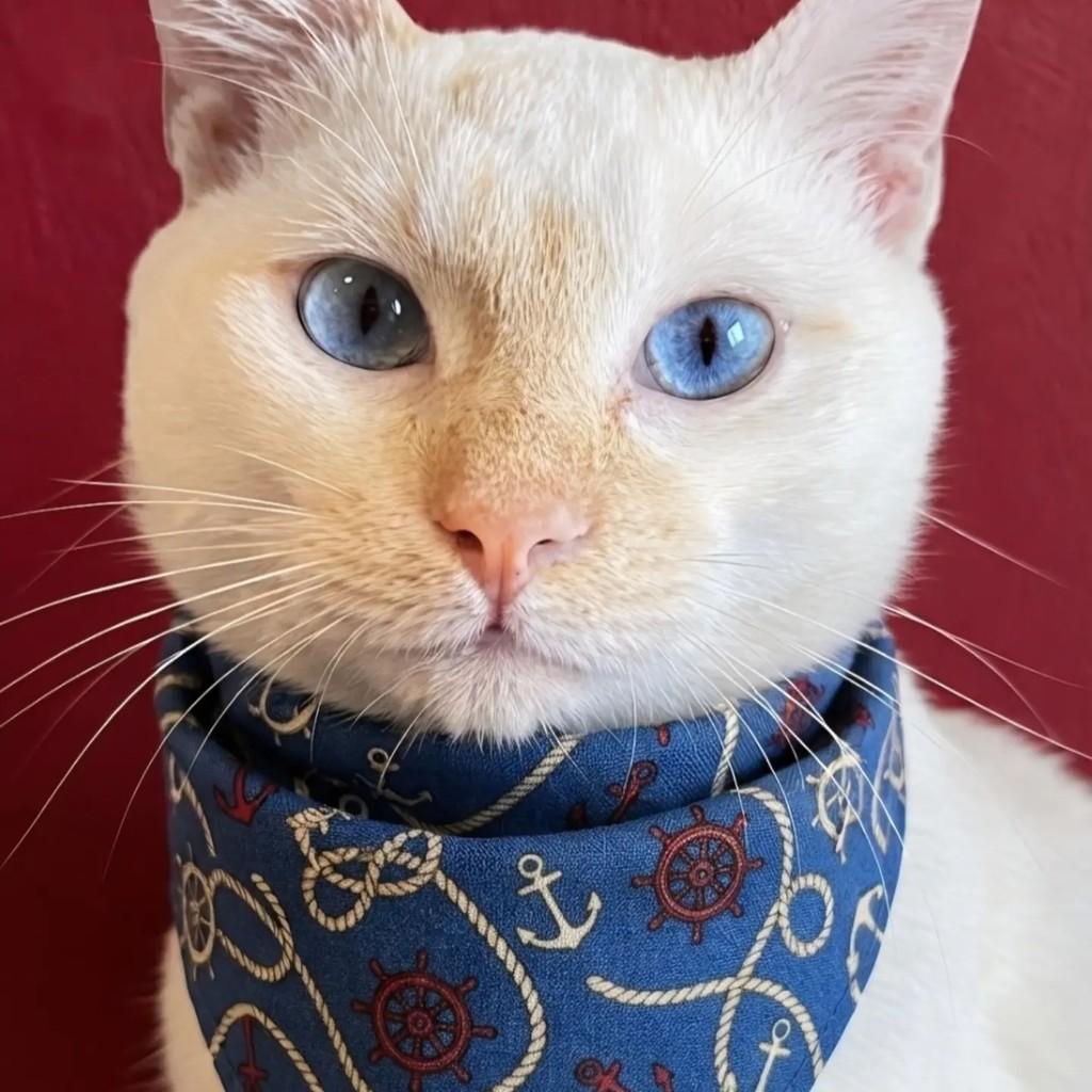 Farofa, gato de porte médio para adoção em Rio de Janeiro - RJ