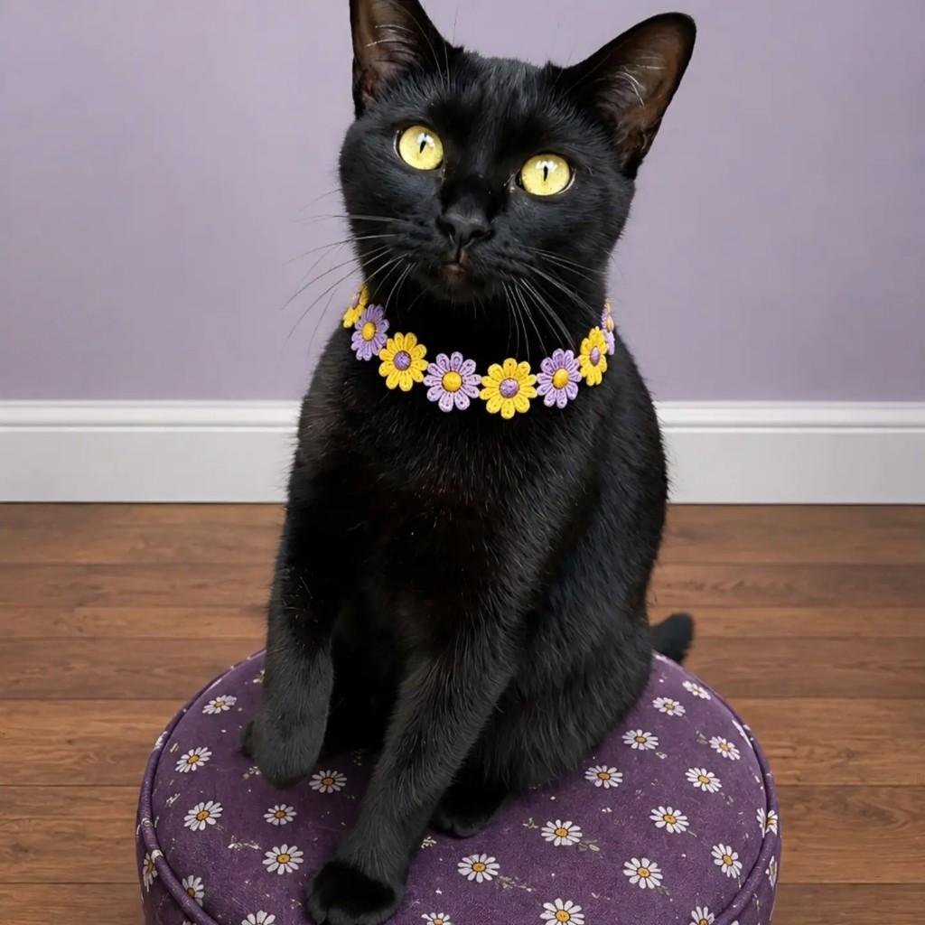 Flor, gato de porte pequeno para adoção em Rio de Janeiro - RJ