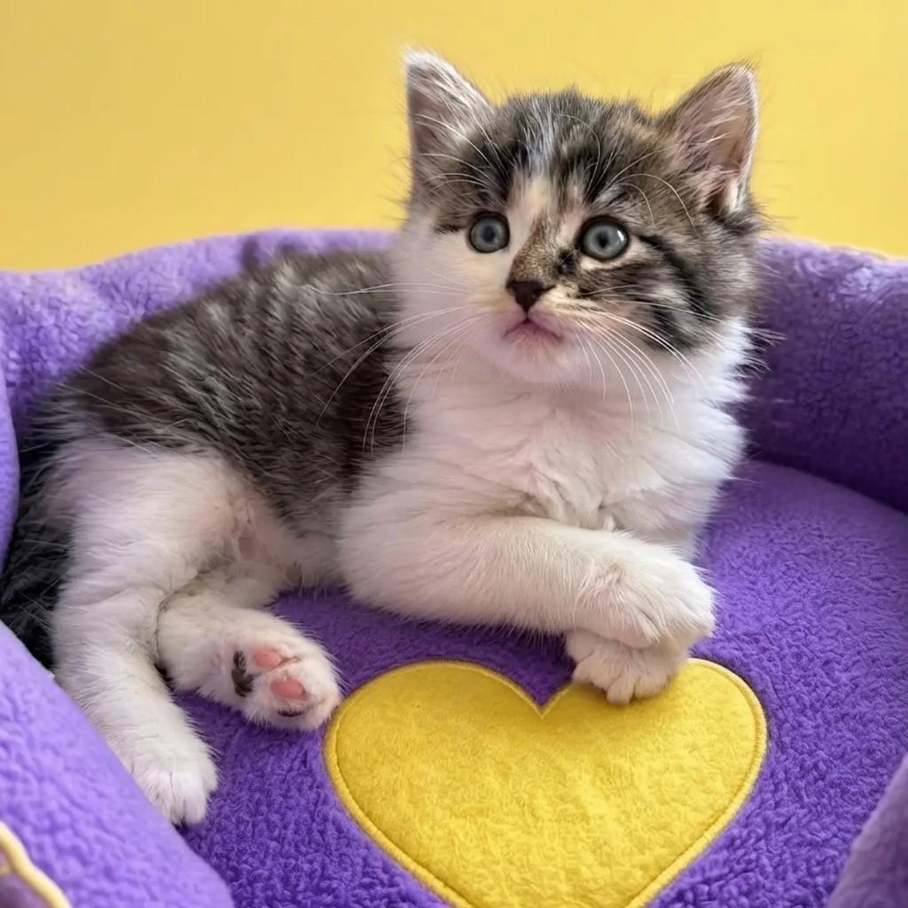 Fofy, gata de porte pequeno para adoção em Rio de Janeiro - RJ