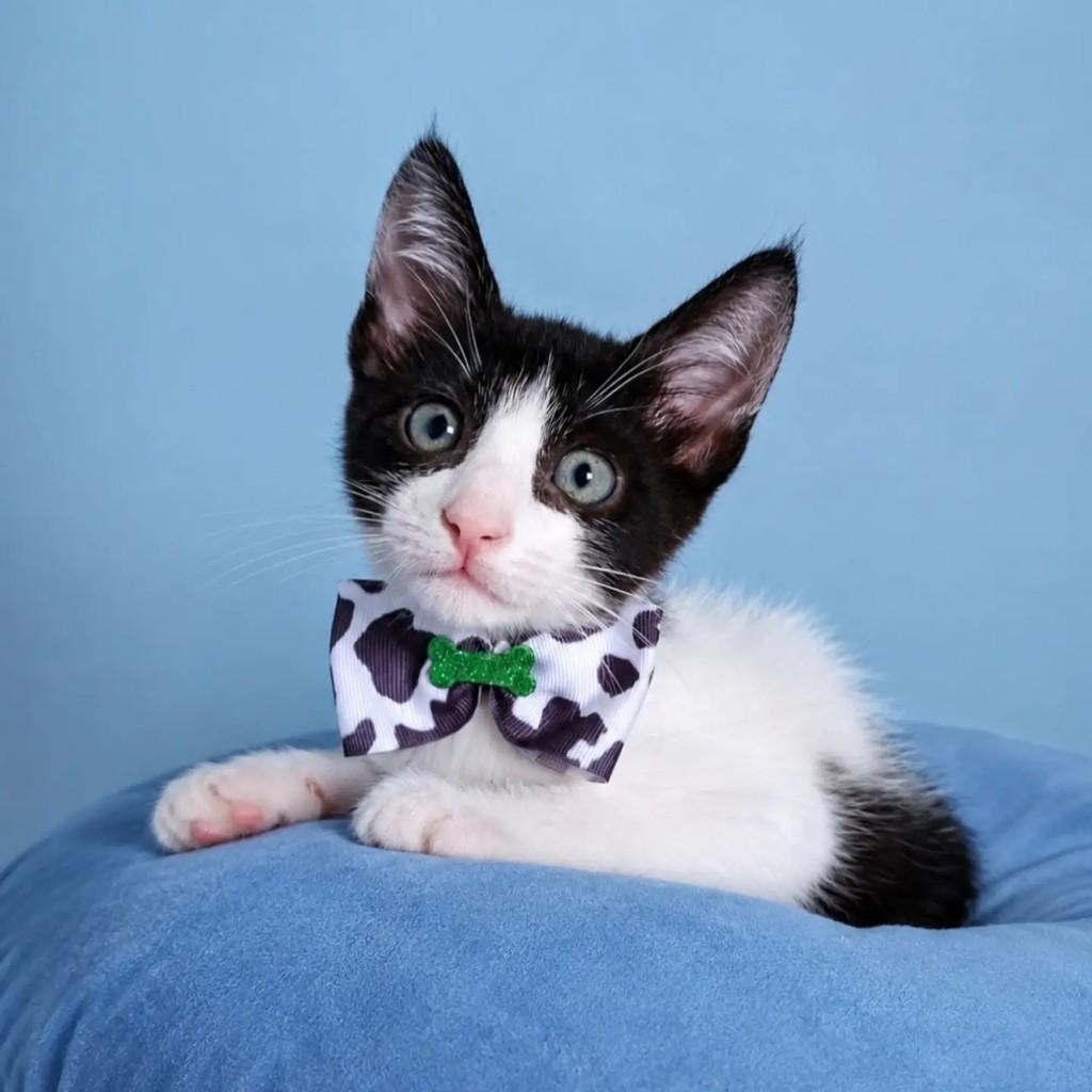 Luigi, gato de porte pequeno para adoção em Rio de Janeiro - RJ