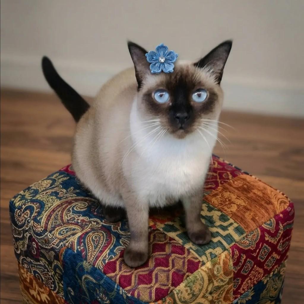 Miah, gata de porte pequeno para adoção em Rio de Janeiro - RJ