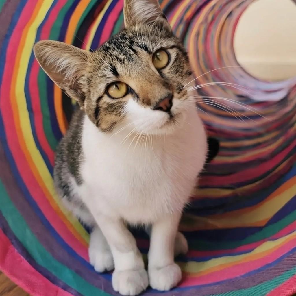 Juninho, gato de porte pequeno para adoção em Rio de Janeiro - RJ